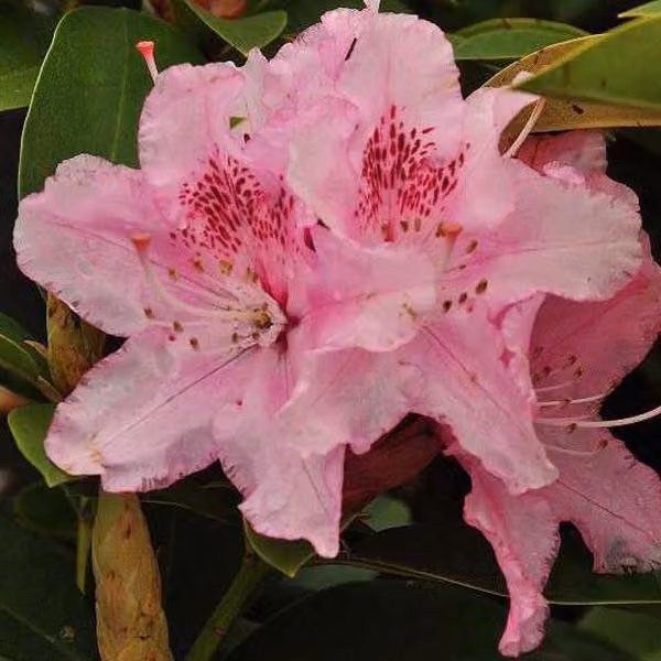 Rhododendron 'Albert Schweitzer' | 40-50 cm in vaso
