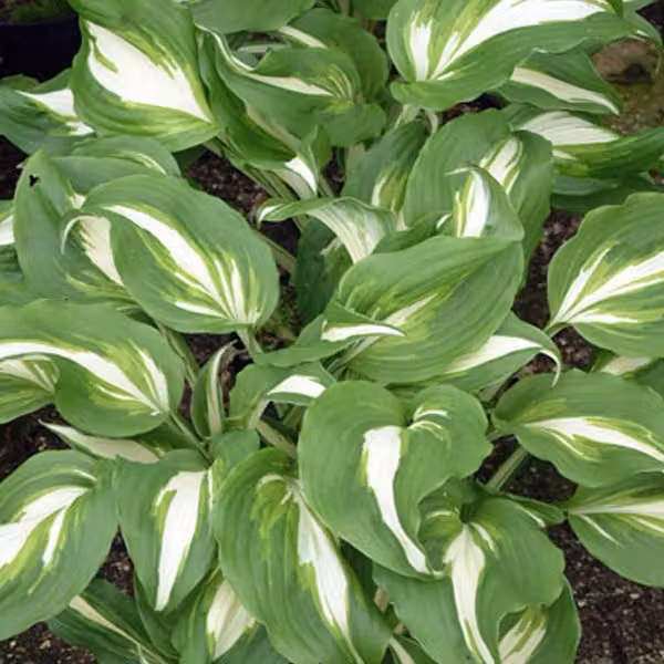 6 piante di Hosta undulata 'Mediovariegata' (Funkie), in vaso da 9x9 cm