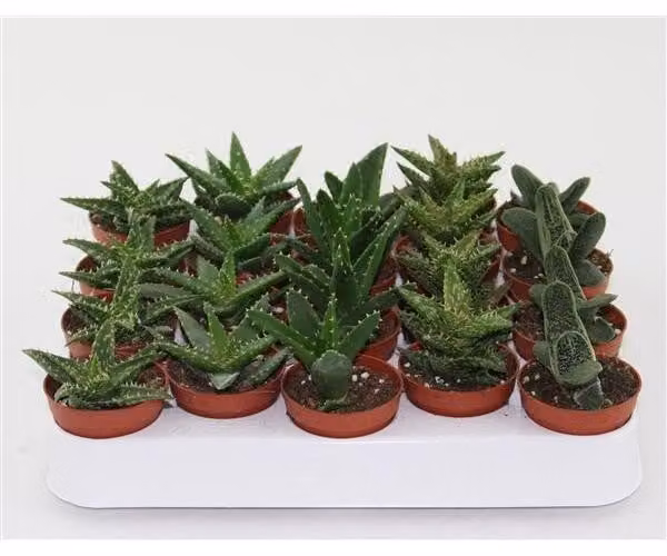 20 pezzi mix di piante di aloe vera 10-12 cm cactus e piante grasse da appartamento