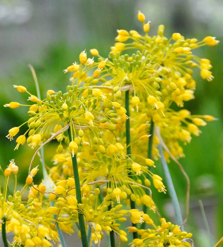 Bulbi da fiore Bulbi Porro ornamentale Allium Chloranthum 3 pz.