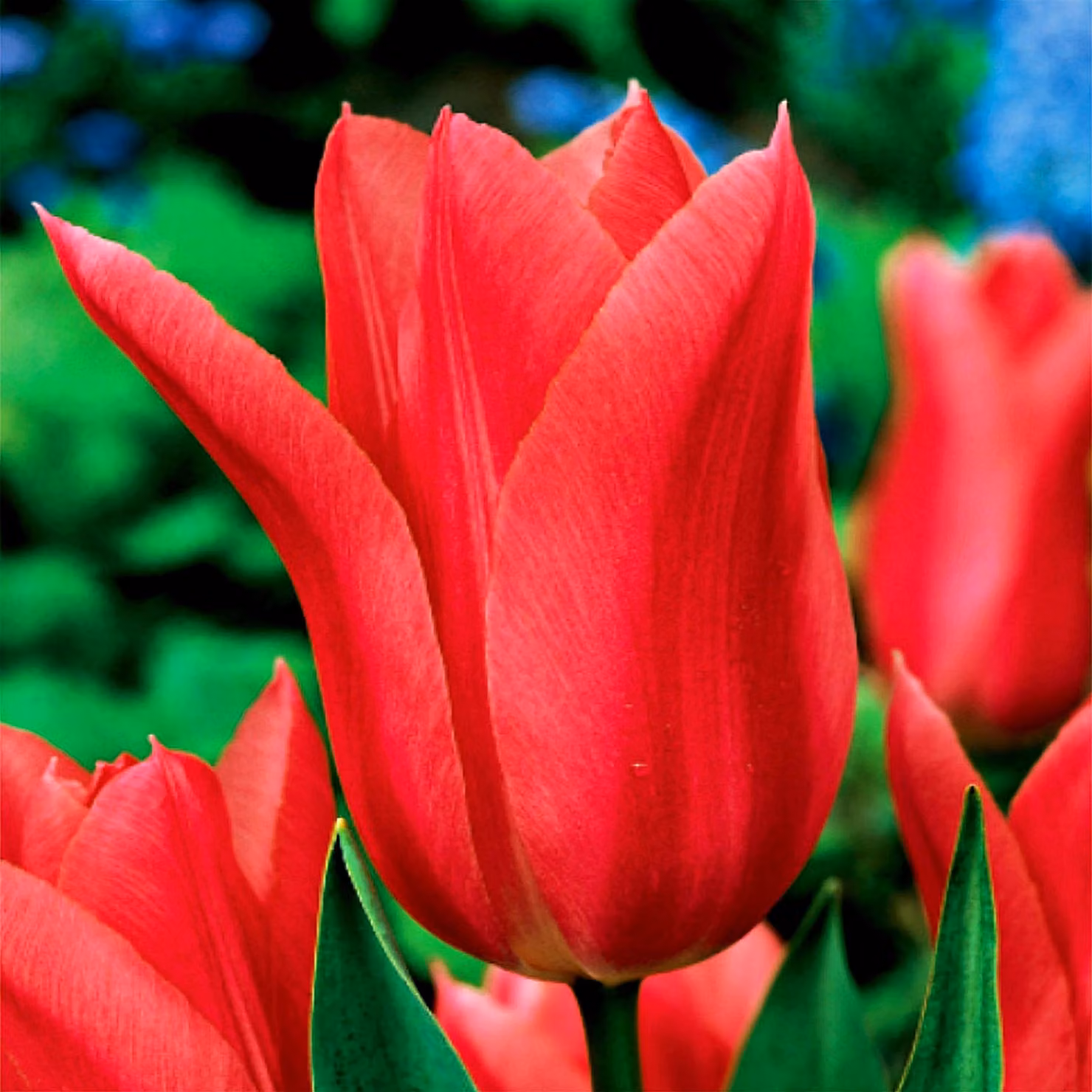 Tulipani Bulbi Bulbi Fiori Tulipano Mariette a fiore di giglio 5 pz.