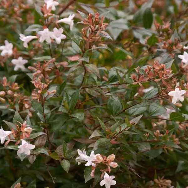 2 piante di Abelia grandiflora - varietà 'Confetti' | Altezza: 25-30 cm, in vaso