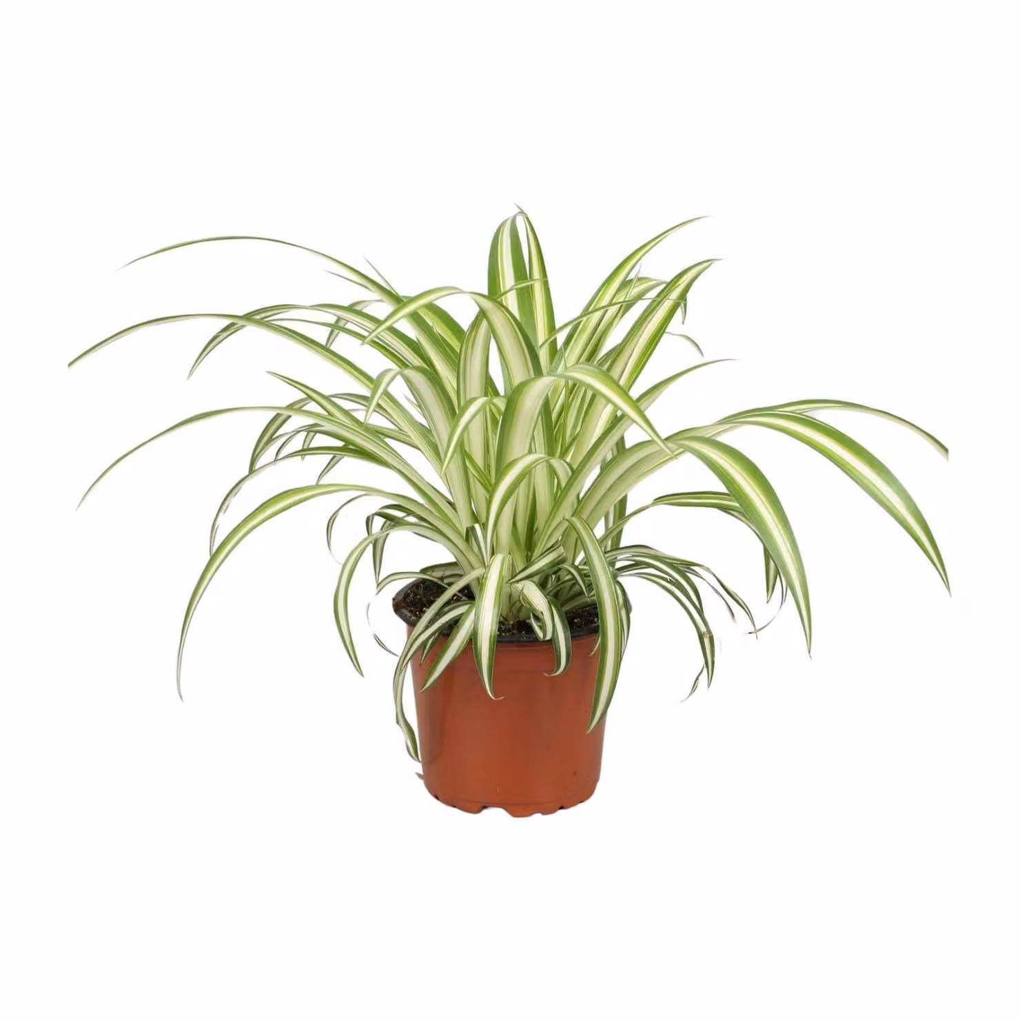 Meergroothandel Chlorophytum - 25 cm, Ø12 cm