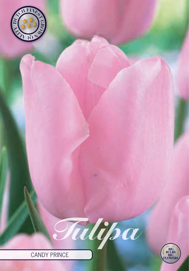 Tulipano Candy Prince (10 bulbi) | Bulbi di tulipano di Sam van Schooten