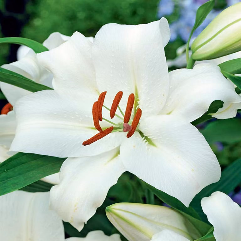 Lilia arborea Monte Bianco 1 pz. Lilie bulbi di giglio bulbi Profumati