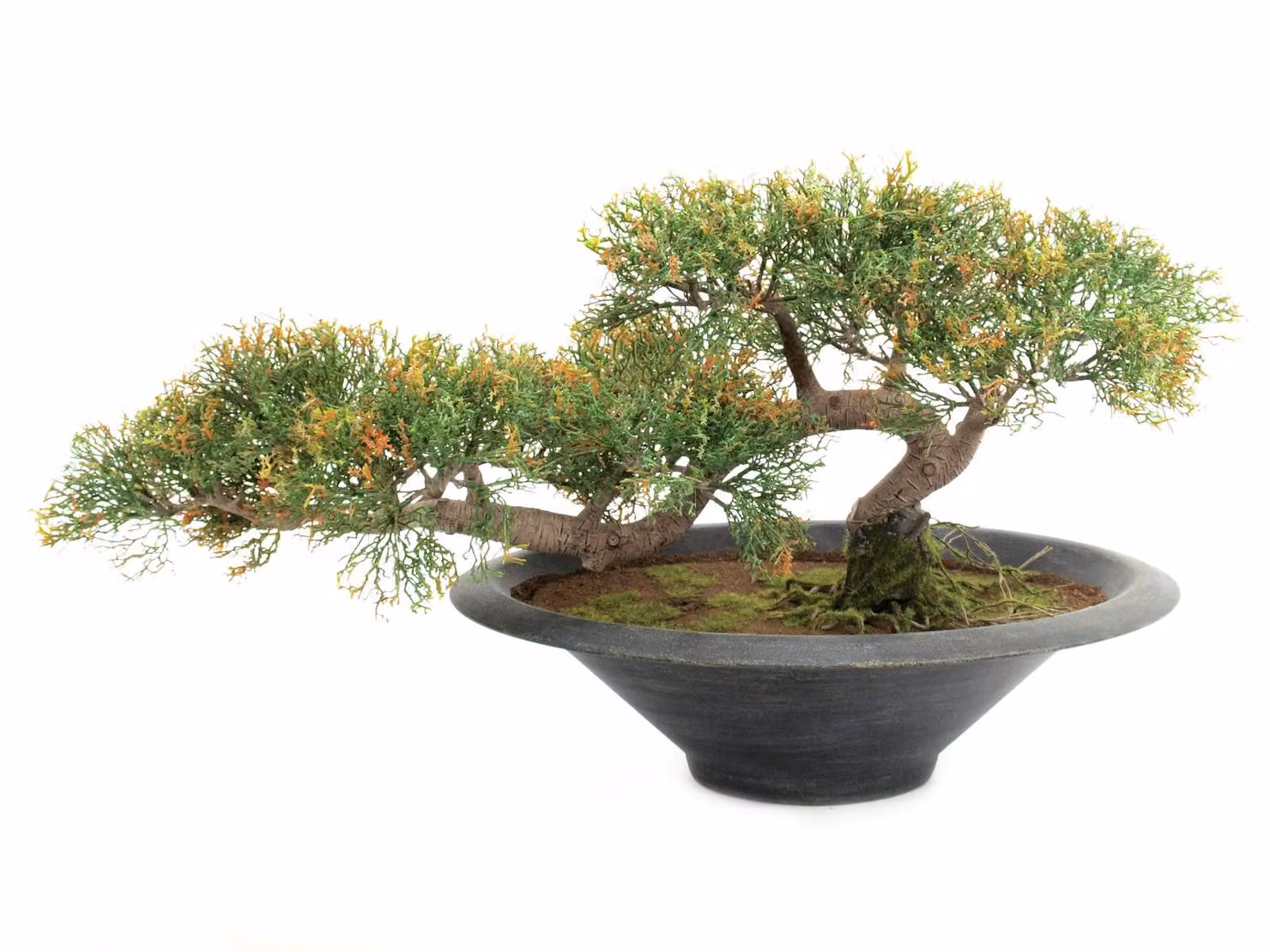 Bonsai di cedro, 40 cm - PIANTA D'ARTE
