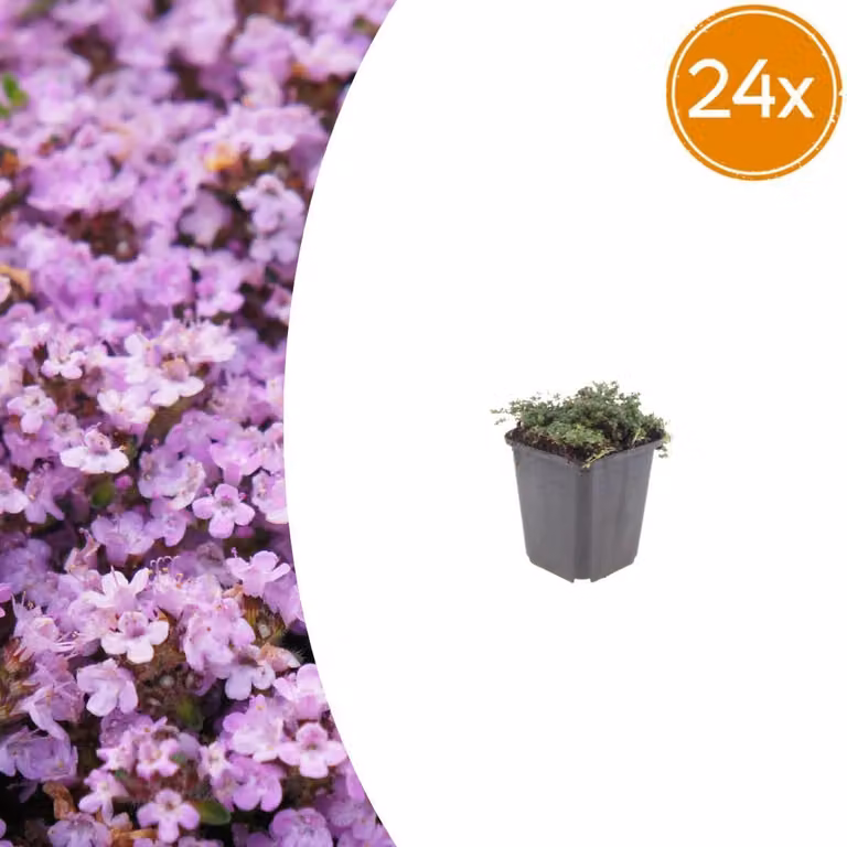 Thymus praecox 'Purple Beauty' | 24 pezzi - 10-25cm - Ø9cm - Pianta da giardino