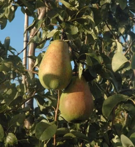 Pero - Pyrus communis 'Alexander Lucas' - Pero autunnale circa 120 cm