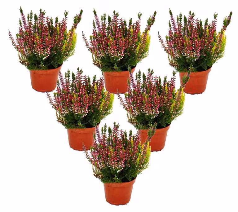 Calluna vulgaris, set di 6 piante perenni, cespuglio ornamentale, pianta resistente al gelo, vaso da 11 cm, fiori colorati