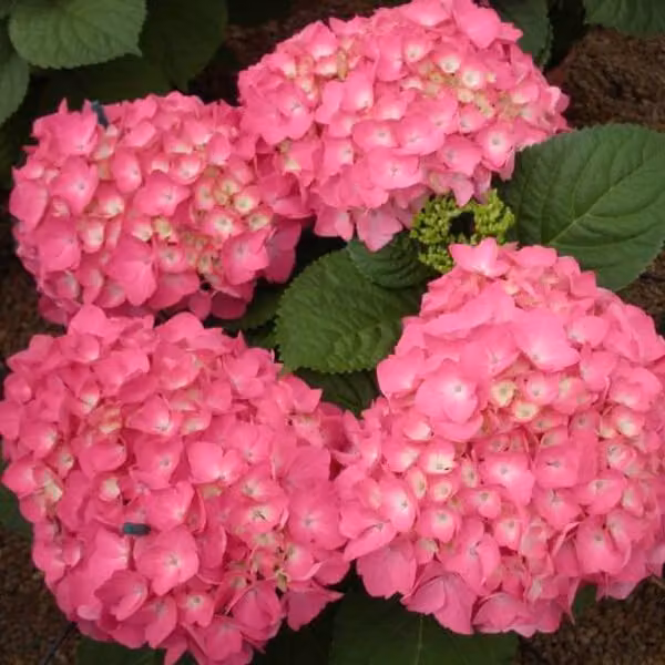 2 ortensie - *Hydrangea macrophylla* 'Freudenstein' | 25-30 cm in vaso