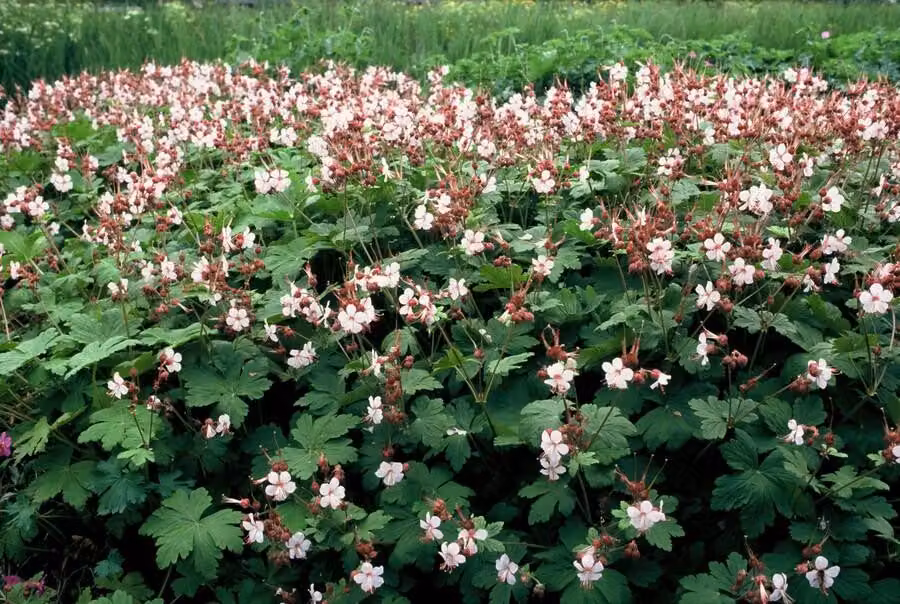 Geranium macrorrhizum 'Spessart' - Coprisuolo - 24 piante - Ø9cm - 10cm - 25cm