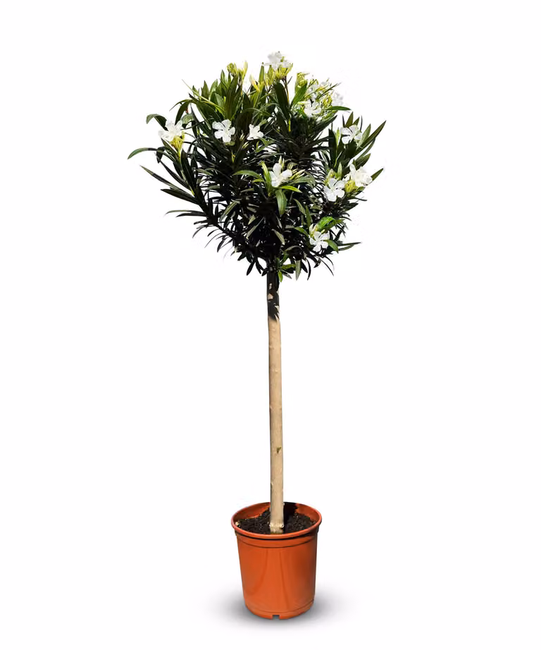 Sunny Tree - Pianta - Oleandro su tronco - Nerium Oleander - Altezza 160 cm - Colore bianco - Pianta da esterno - Sempreverde