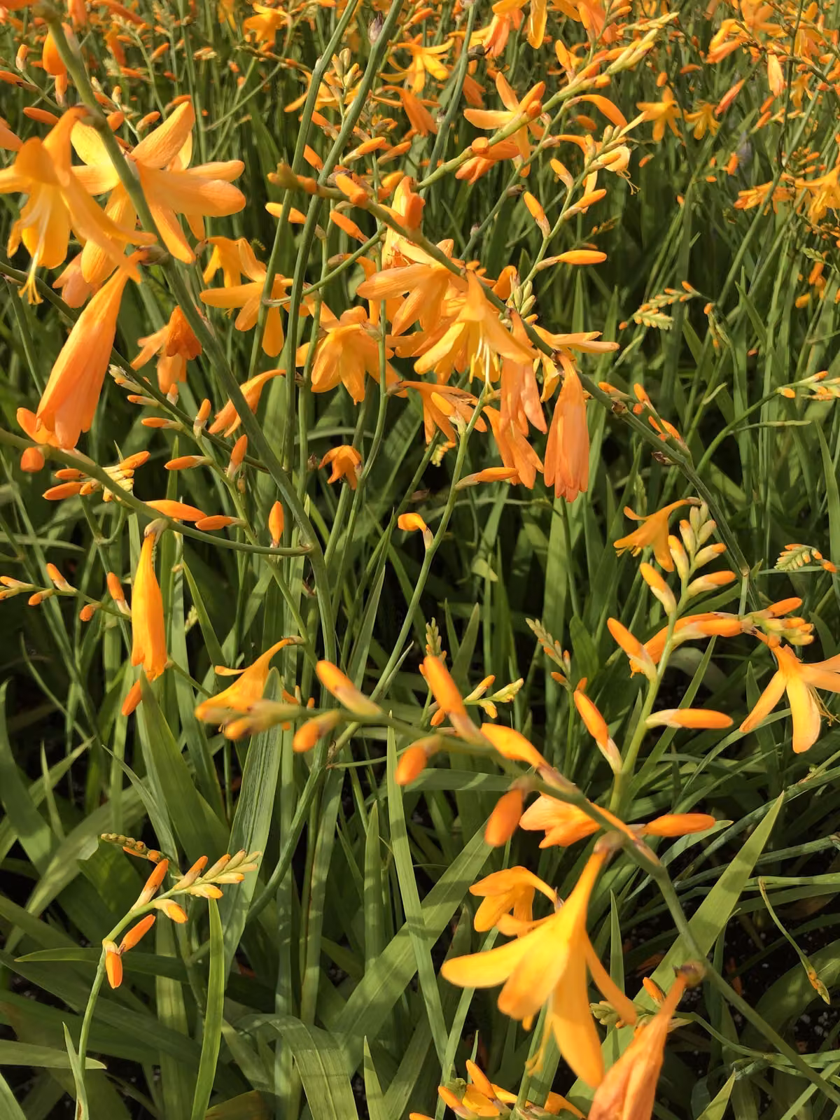 6 x Crocosmia hybr. 'George Davidson' - Montbretia im 9x9 cm Topf