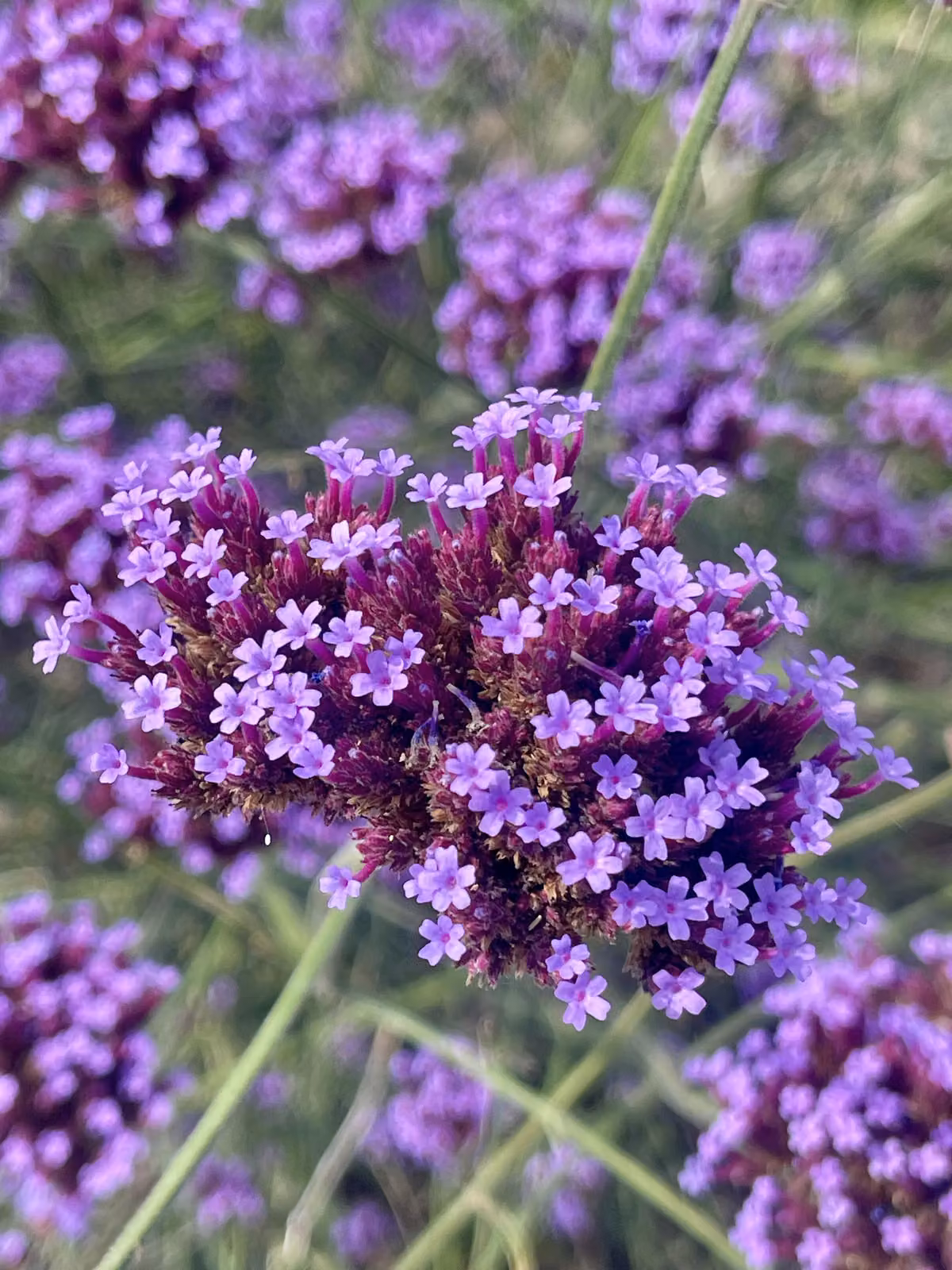 6 x verbena argentina - Verbena bonariensis - vaso 9cm x 9cm