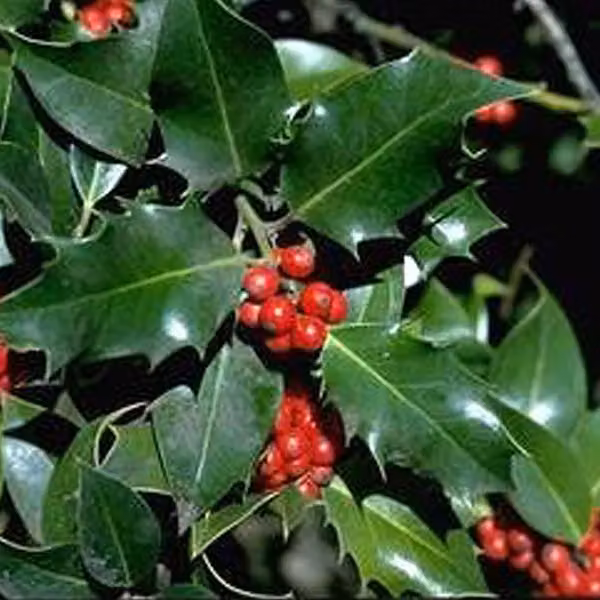 2 piante di tasso comune (Ilex aquifolium) | altezza 40-60 cm, in vaso
