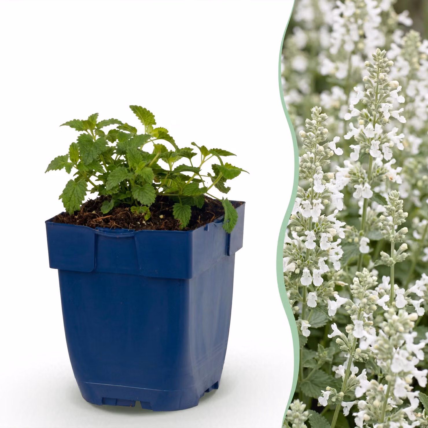 Nepeta faassenii Snowflake - Erba gatta - Attira api e farfalle - Bianco - 12 piante - 15-25cm - Ø11cm - Pianta da giardino