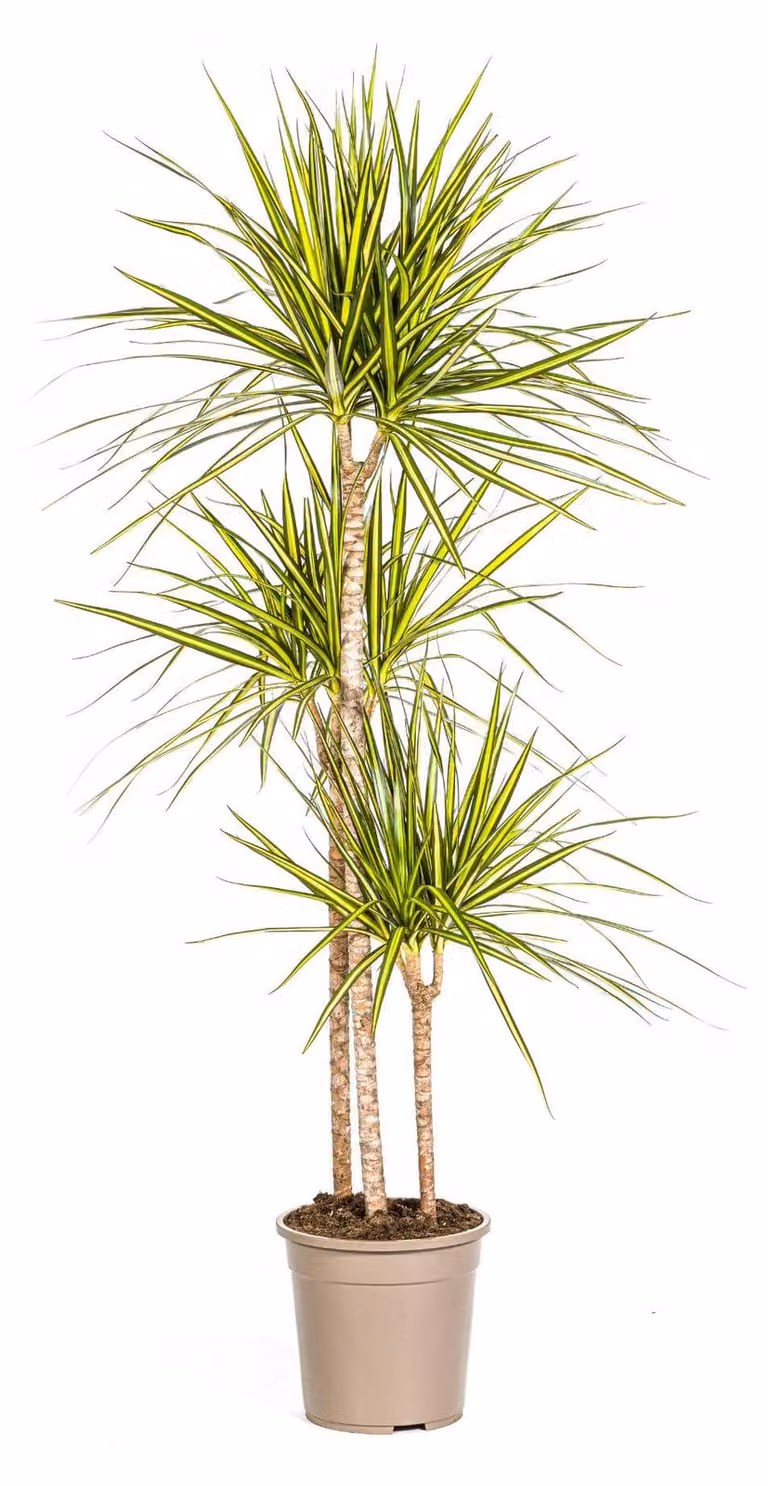 Albero prezioso - Dracaena marginata 'Sunray' - Sunray - alto 130-150 cm