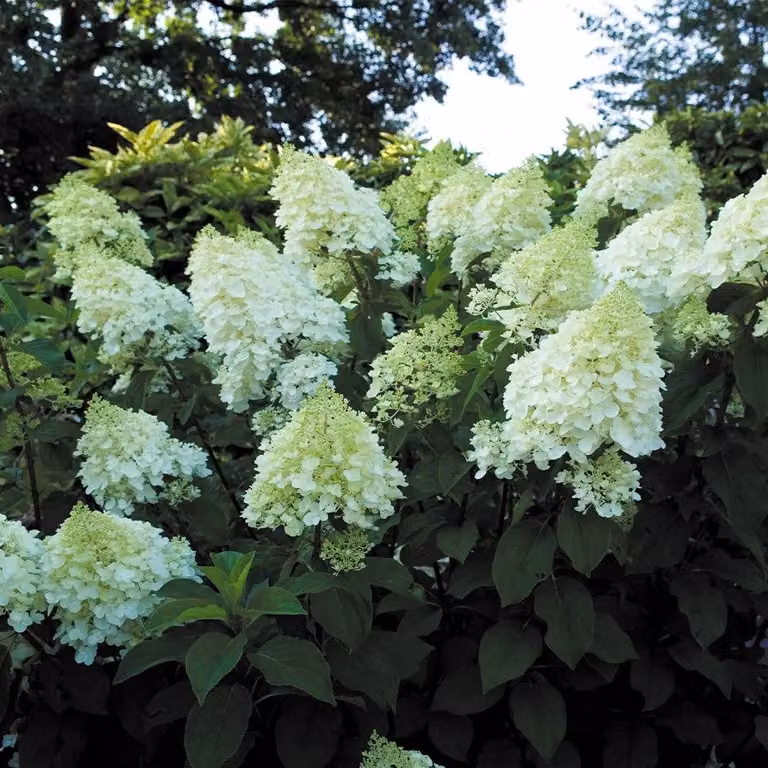 3 pezzi Hydrangea Paniculata 'Silver Dollar' 30-50 cm Ortensia a pannocchia Arbusto deciduo