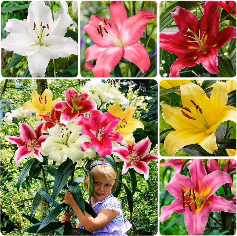 Bulbi di giglio resistenti al freddo invernale, perenni - Collezione di gigli di grandi dimensioni - 15 bulbi - 5 varietà/colori, mix di fiori provenienti dai Paesi Bassi, ideali per la coltivazione in giardino (senza semi, non prodotti artificialmente)