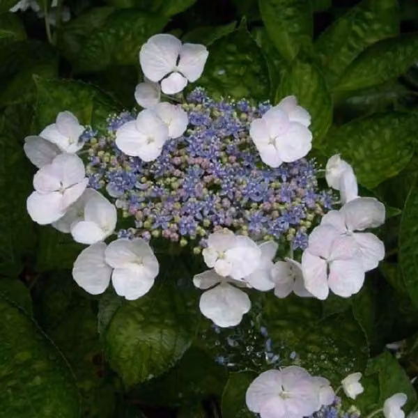 2 ortensie - Hydrangea 'Teller White' | 25-30 cm in vaso
