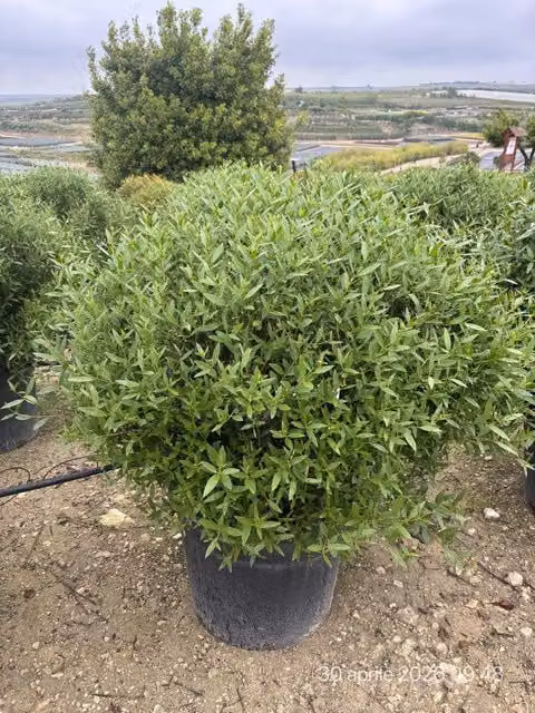 PHILLYREA ANGUSTIFOLIA PALLA 60 Lt.70