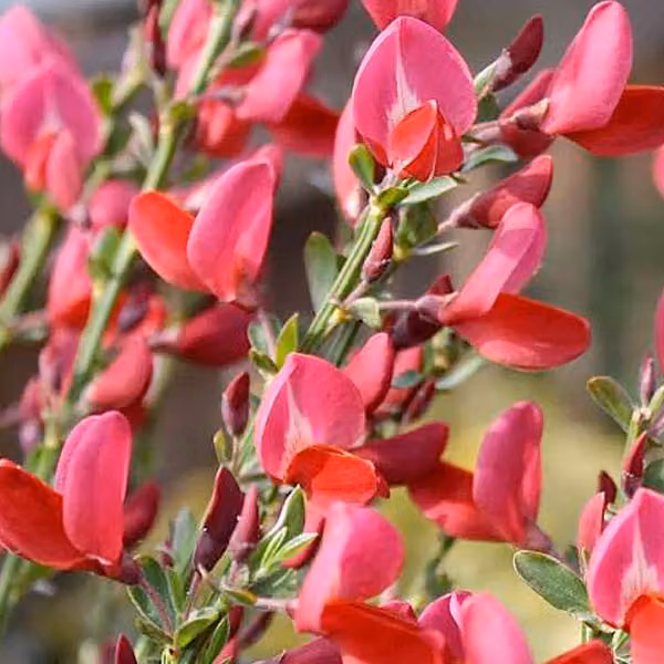 2 piante di Ginestra 'Boskoop Ruby' (Cytisus), alte 40-60 cm, in vaso