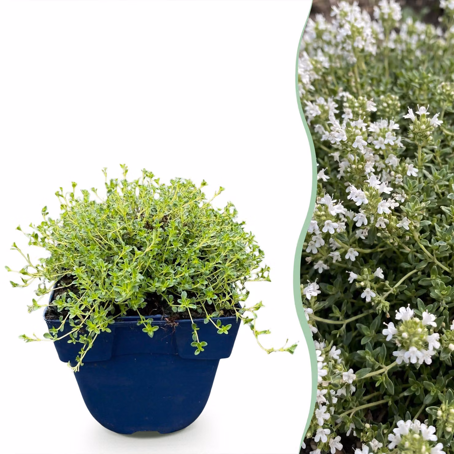 Thymus praecox Albiflorus - Timo rampicante bianco - Profumato - Bianco - 24 piante - 15-25cm - Ø11cm - Pianta da giardino