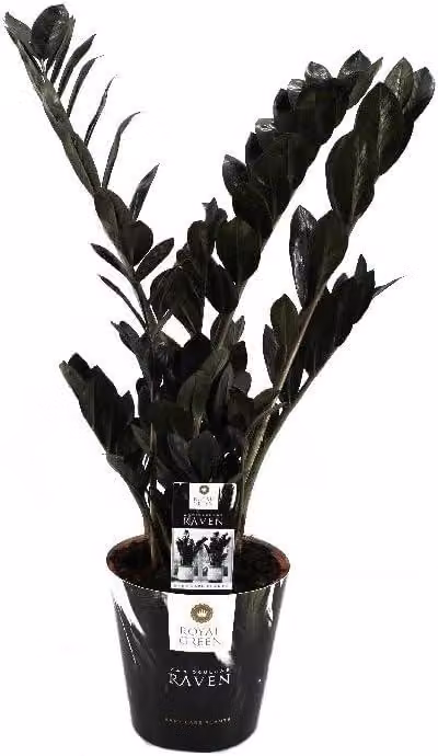 Zamioculcas Raven ca. 60 cm - Zamioculcas nera - Pianta da appartamento