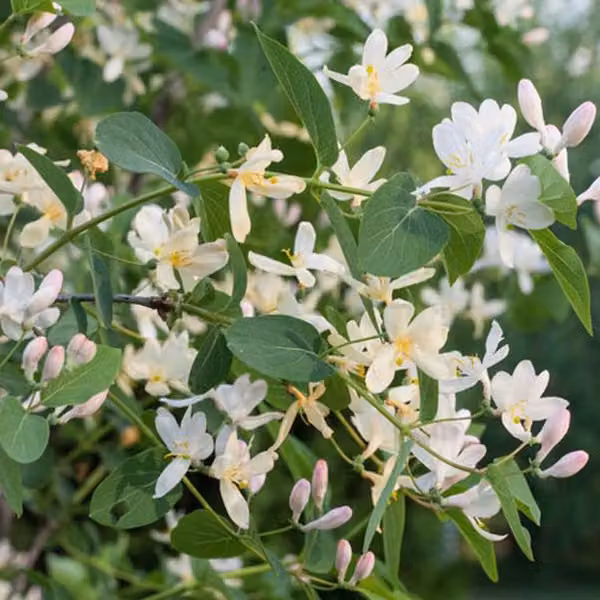 2 piante di Heckenkirsche (Lonicera fragrantissima) | Altezza: 40-50 cm, fornite in vaso