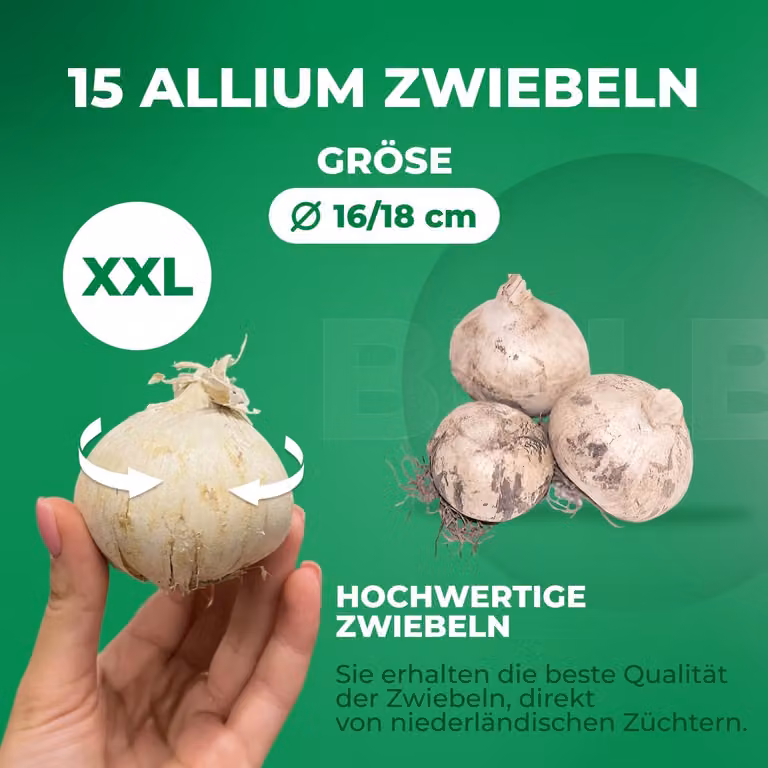 Cipolle di Allium resistenti al freddo, perenni - Fantasia Budget - 15 bulbi di fiori - Cipolle di Allium Giganteum - Piante profumate provenienti dall'Olanda, ideali per giardino e vasi (bulbi grandi, senza semi, non trattati artificialmente)