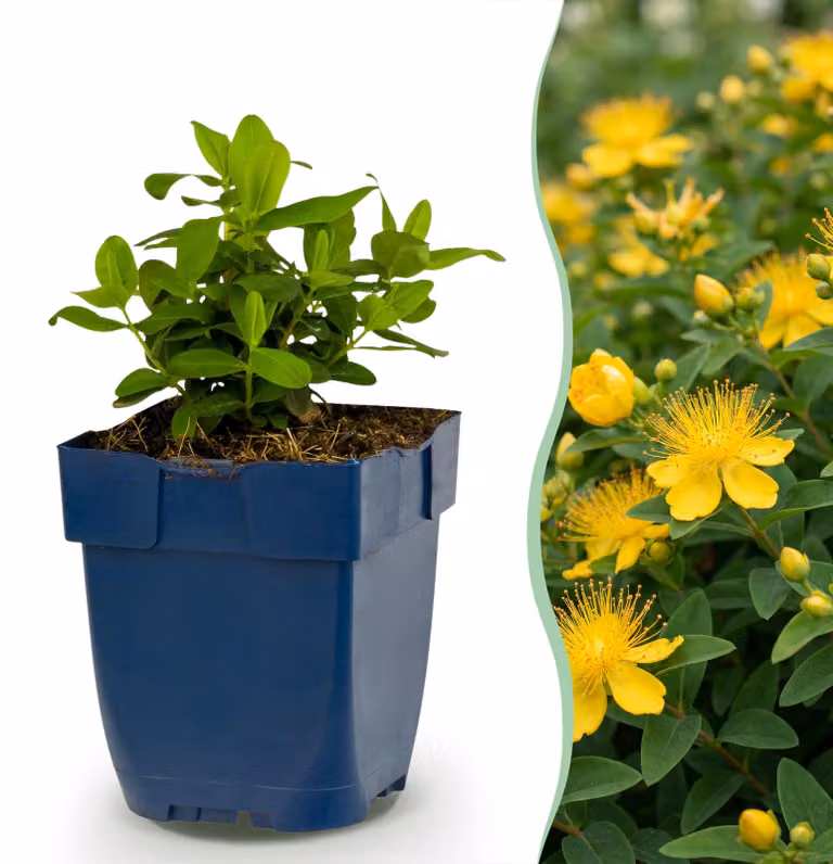 Hypericum calycinum - Erba di San Giovanni - Attira api e farfalle - Giallo - 12 piante - 15-25cm - Ø11cm - Pianta da giardino