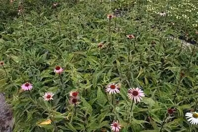 6 x Echinacea purp. 'Magnus Superior' - fiore di conifera - vaso 9 x 9 cm
