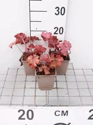 6 x Heuchera hybr. 'Fire Alarm' - campanula viola - vaso 9 x 9 cm
