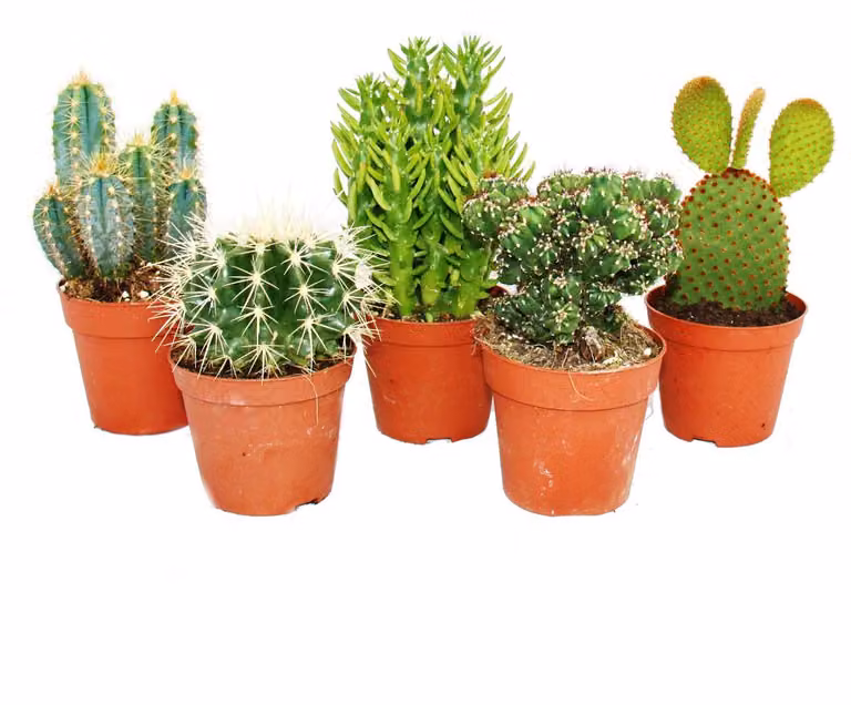 5 diversi cactus di medie dimensioni in un set, vaso da 8,5 cm, alto circa 12-18 cm