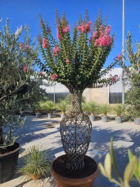 Lagerstroemia Indica Vivaio Garden Forest, Arbusto Ornamentale con Fiori Rosa e Multicolore per Esterno e Giardino