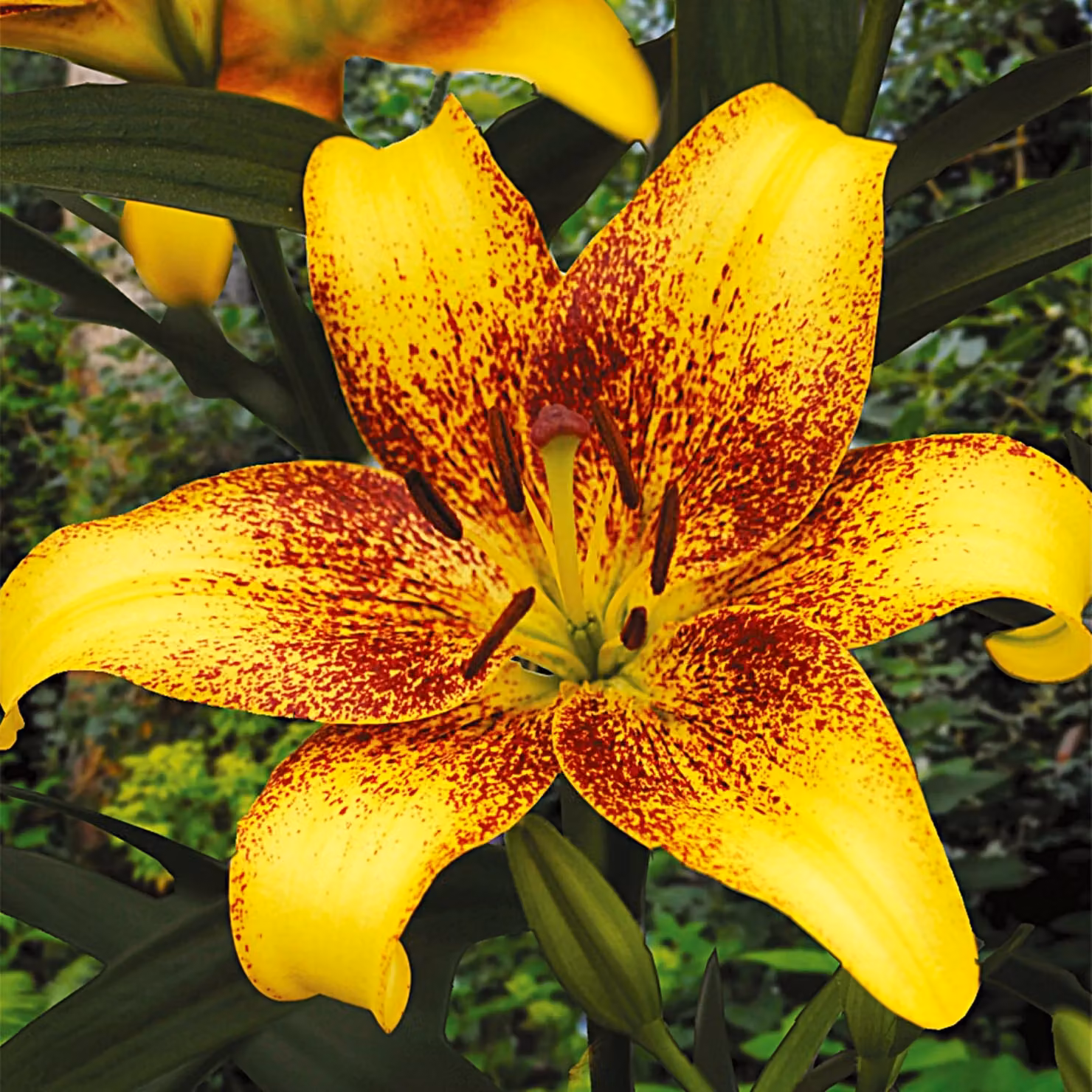 Gigli Bulbi Fiori Giglio asiatico Pietra d'oro 1 pz.