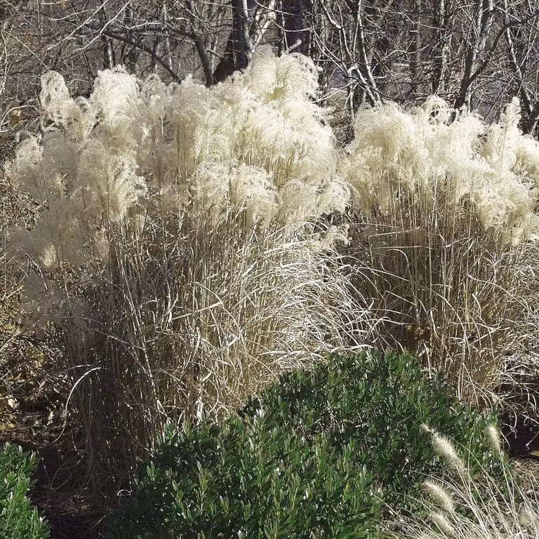 6 piante di *Miscanthus sinensis* 'Graziella' | Vaso da 9x9 cm