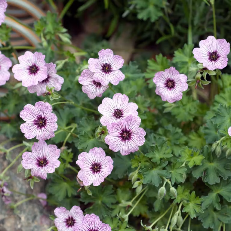 Geranium cinereum Ballerina, 6 piante, Ø9cm, altezza 10-25cm, pianta perenne