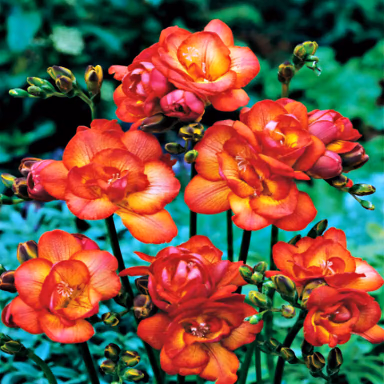 Bulbo Bulbo da fiore Pianta da vasca Aiuola perenne Fresia ripiena rossa 10 pz.