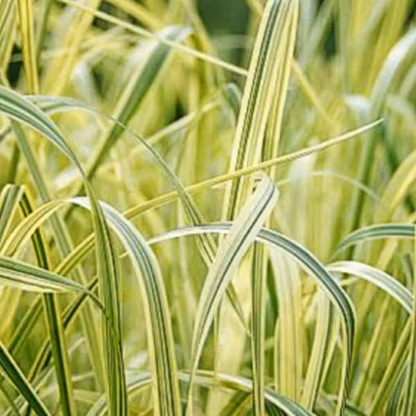 6 piante di *Glyceria maxima* 'Variegata', varietà a foglie striate | Vaso da 9x9 cm