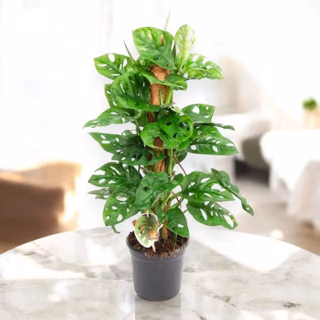 Gardenaria Monstera adansonii su tutore, pianta da interno ornamentale verde, Altezza: 160 cm