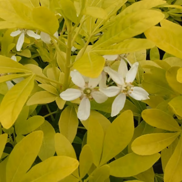 2 piante di gelsomino d'arancio - Choisya ternata 'Sundance' | Altezza: 25-30 cm, in vaso