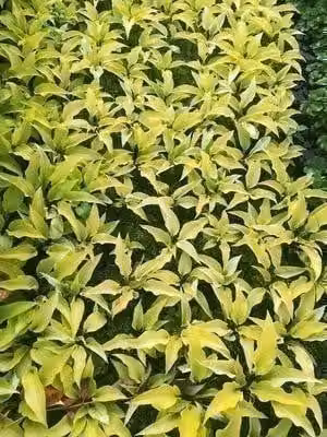6 x Hosta hybr. 'Fire Island' - Hosta - vaso 9 x 9 cm