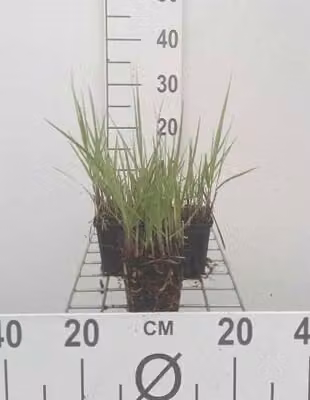 6 x Panicum virg. 'Prairie Sky' - Miglio a pannocchia - vaso 9 x 9 cm