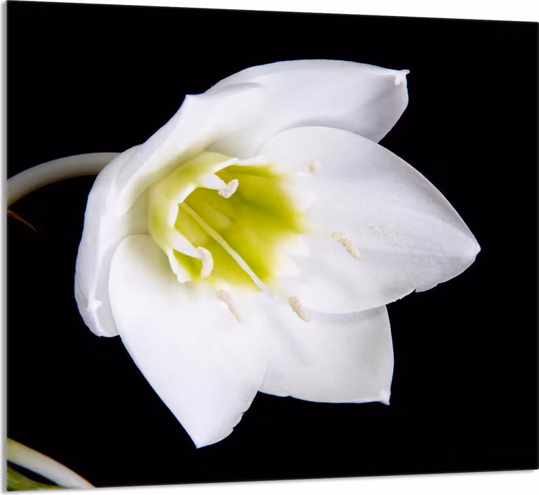 PIATTO DI VETRO PER CUCINA 65x60 Orchidea