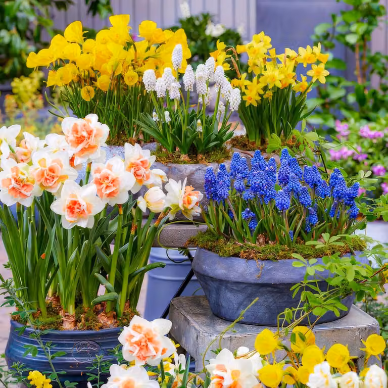 Bulbi da fiore perenni, resistenti al gelo - Mix di bulbi da fiore per la primavera, ideali per vasi - 50 bulbi - Tulipani/Narcisi/Giacinti - Qualità olandese - Adatti per giardino, vasi e balconi
