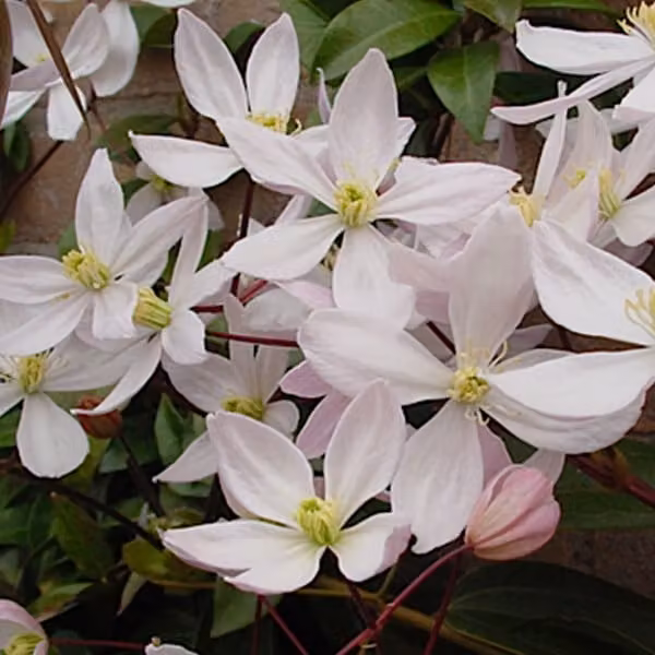 Waldrebe armandii - Clematis armandii 'Apple Blossom' | 60-80 cm in vaso