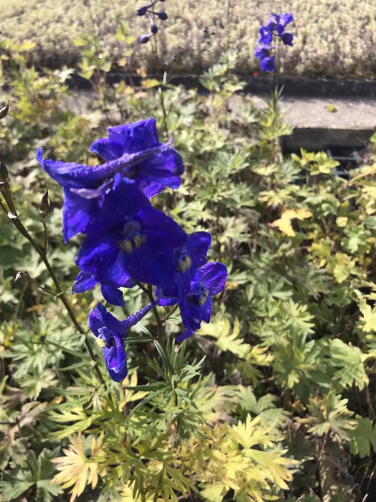 6 x Delphinium belladonna 'Atlantis' - Delphinium in vaso 9x9 cm