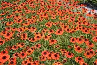 6 x Echinacea purp. orange Skipper' - Echinacea - Vaso 9 x 9 cm