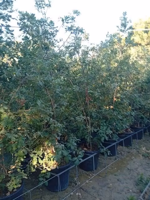 Albero Quercus Pubescens Multitronco 40 di Vivaio Garden Forest per uso ornamentale da esterno